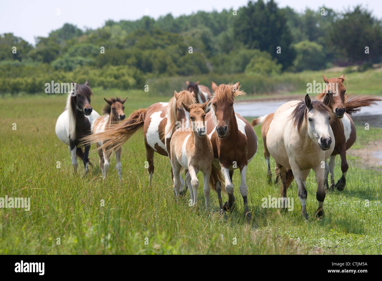 Chincoteague horses ponies wild USA Island Free Stock Photo