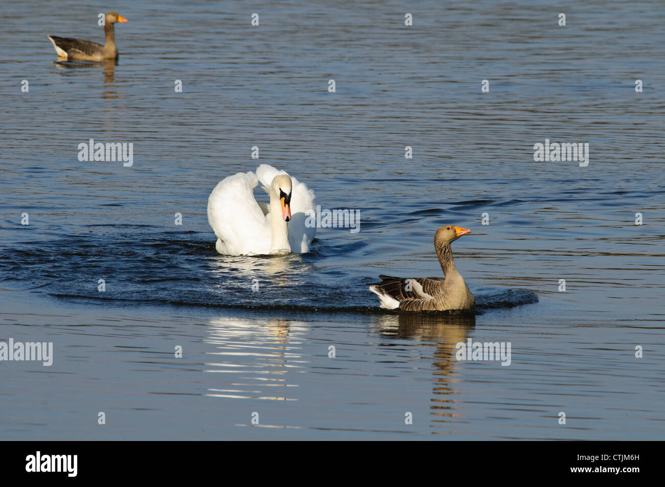 A greylag goose (Anser anser) being chased by a mute swan (Cygnus olor) with its wings held in an aggressive posture. Stock Photo