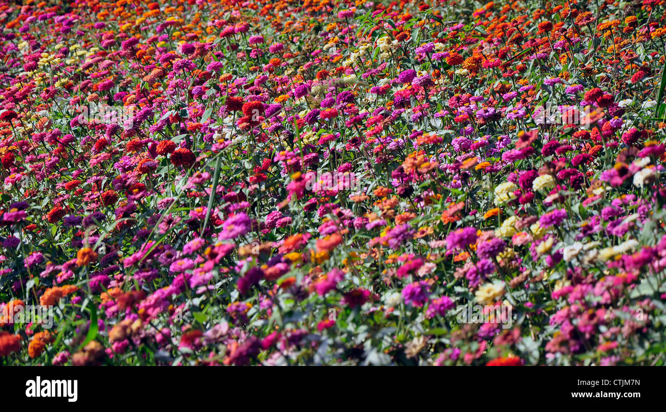 field of Zinnia flowers Stock Photo