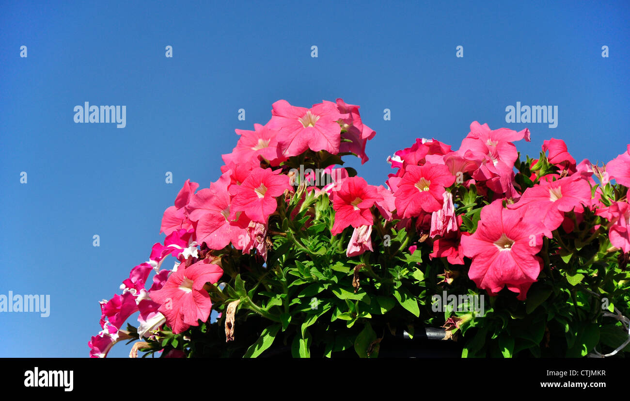 red flowers petunia on blue sky background Stock Photo