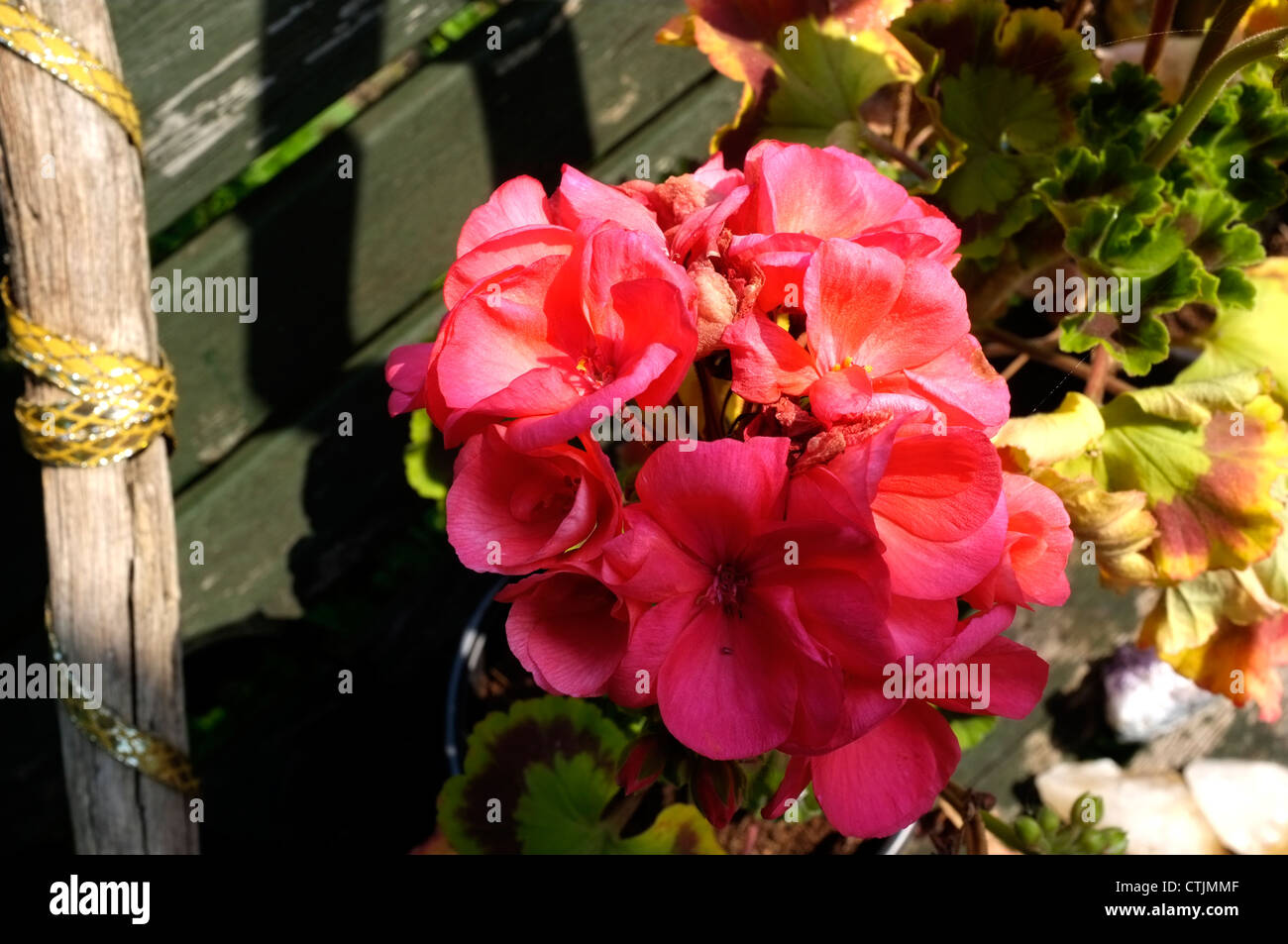 begonia perennial flowering plant kent uk 2012 Stock Photo