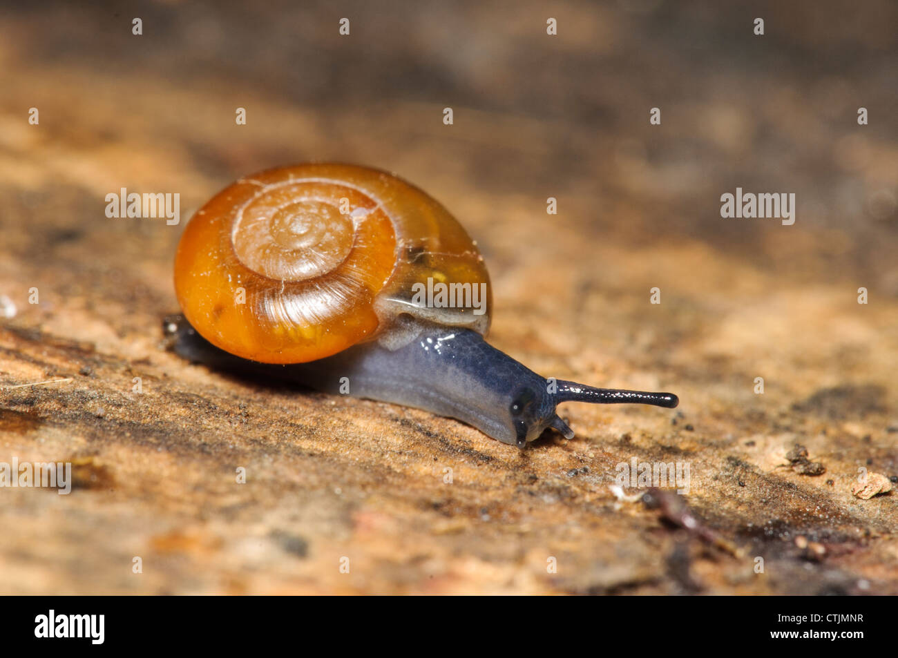 A waxy glass snail (Aegopinella nitidula) at Crossness Nature Reserve, Bexley, Kent. March. Stock Photo