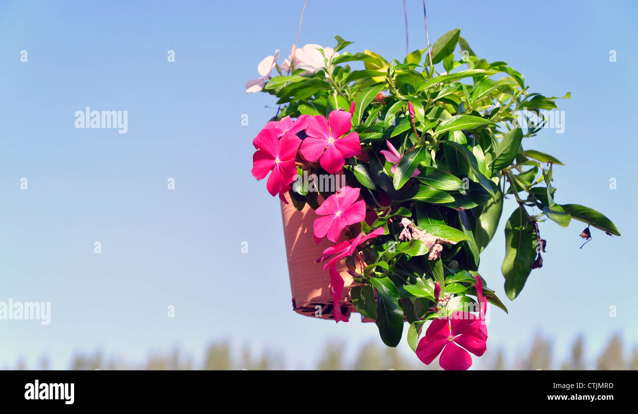 red flowers Madagascar periwinkle with sky Stock Photo