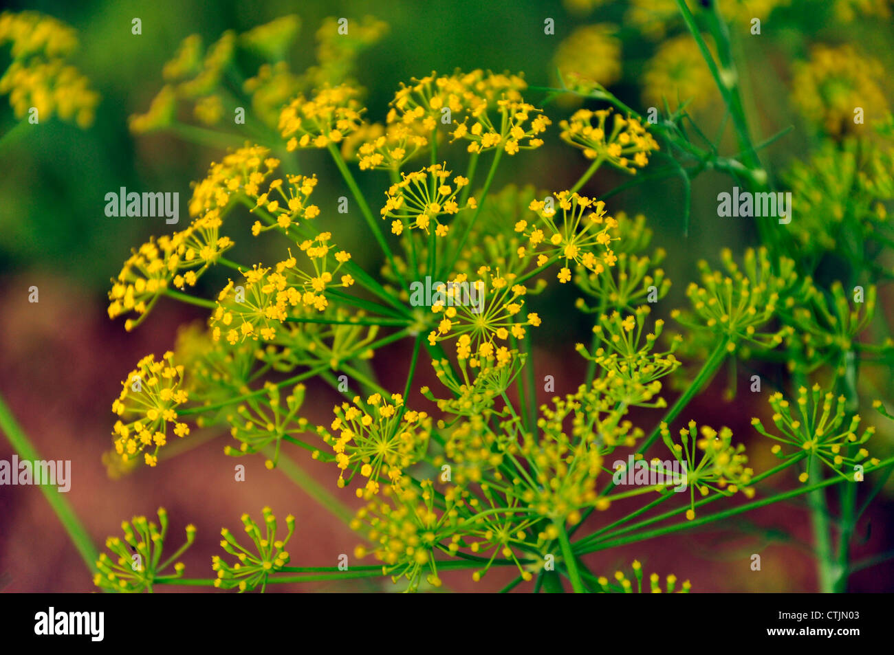 Blooming fennel in a garden - Anethum graveolens Stock Photo