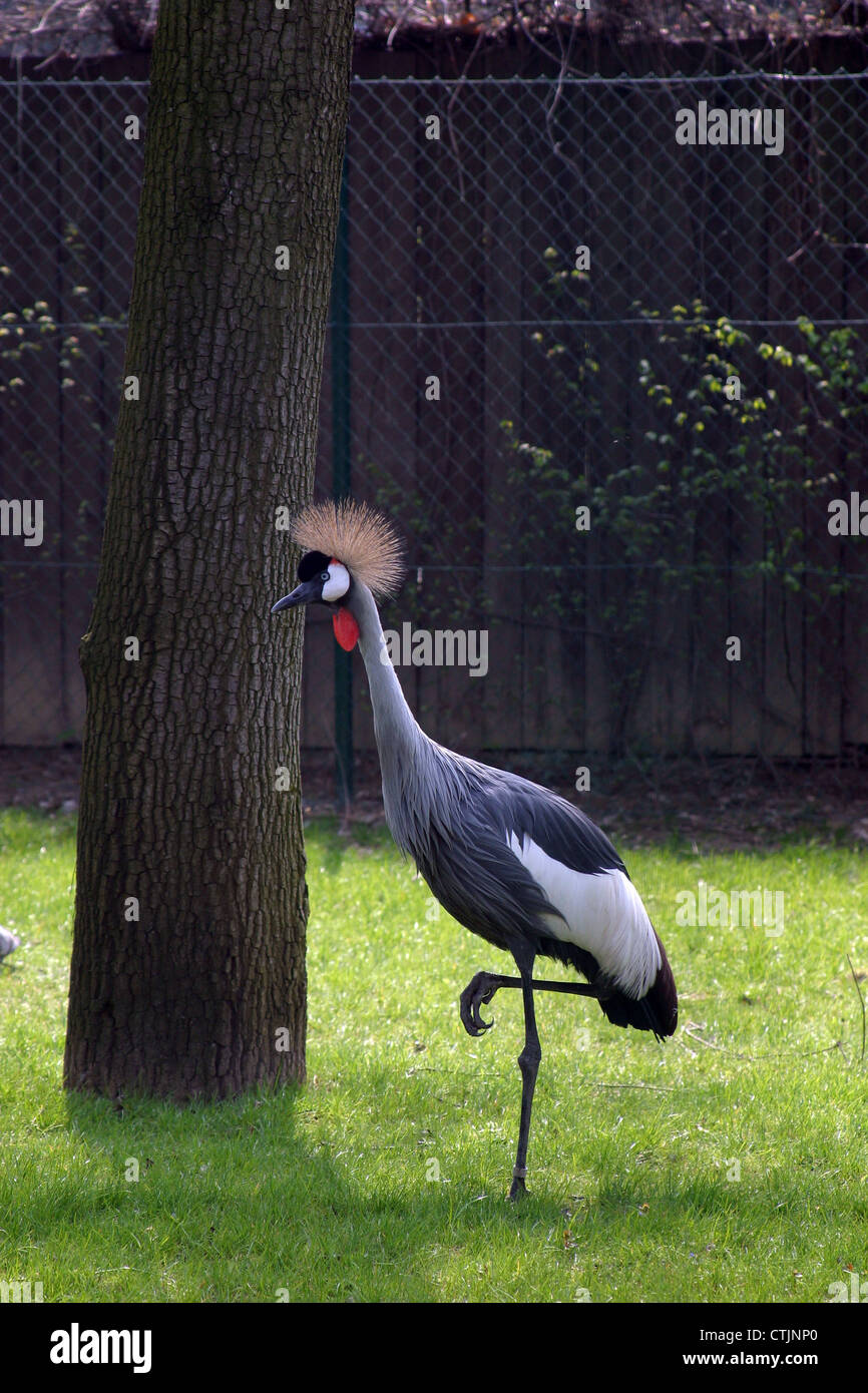 Crane foot hires stock photography and images Alamy