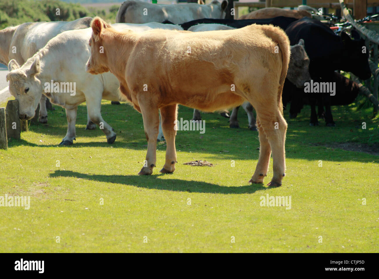 New Forest Cows Stock Photo Alamy