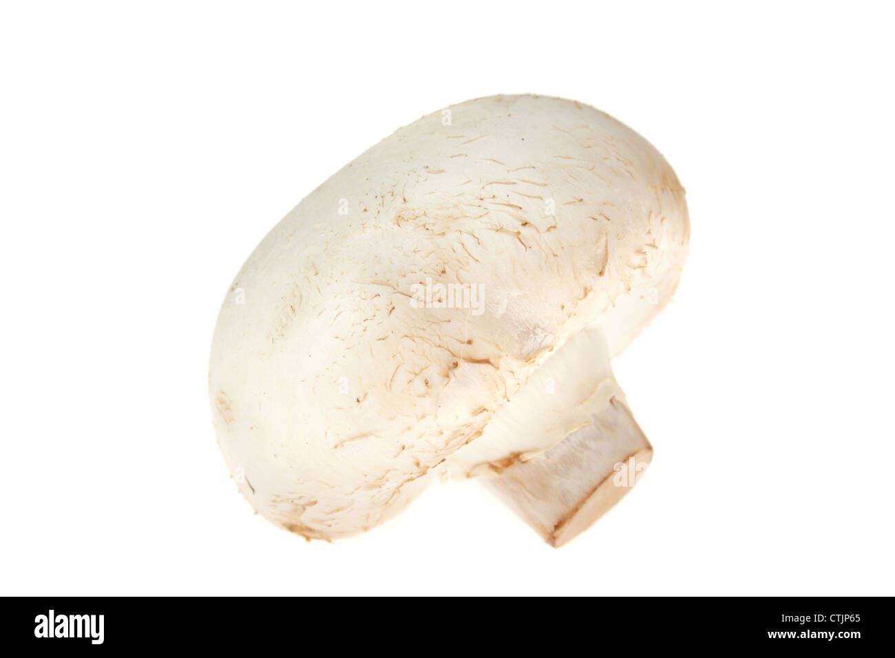 one mushrooms photo on the white background Stock Photo
