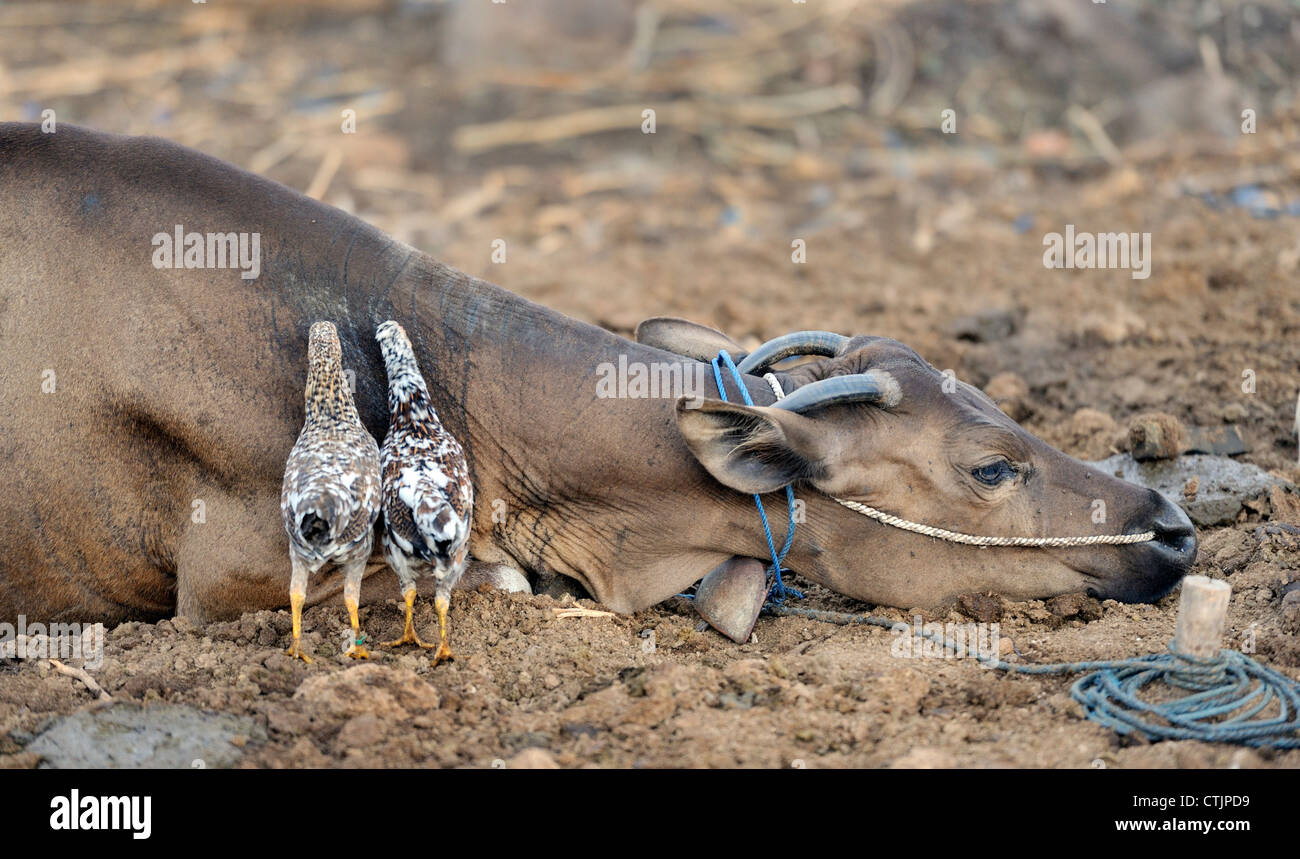 Chickens eating insects off hide of cow as it lies on ground Stock ...
