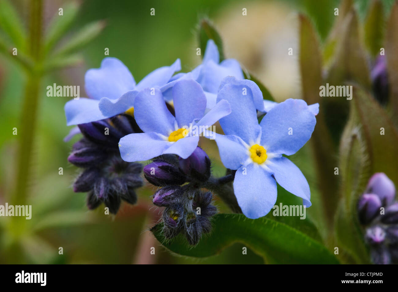 Flowers and buds of wood (Myosotis sylvatica) blooming at