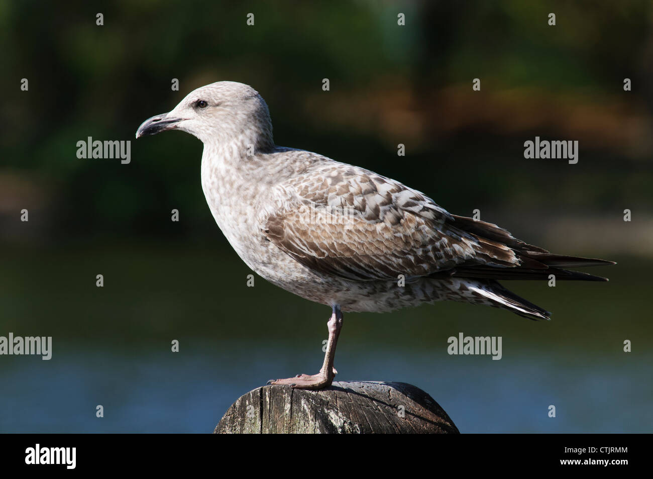 Juvenile herring gull hires stock photography and images Alamy