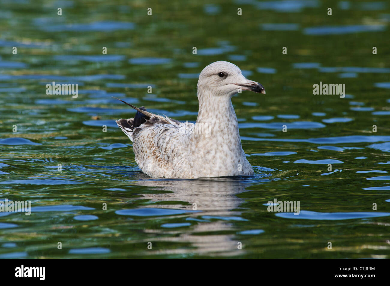 Juvenile herring gull hires stock photography and images Alamy