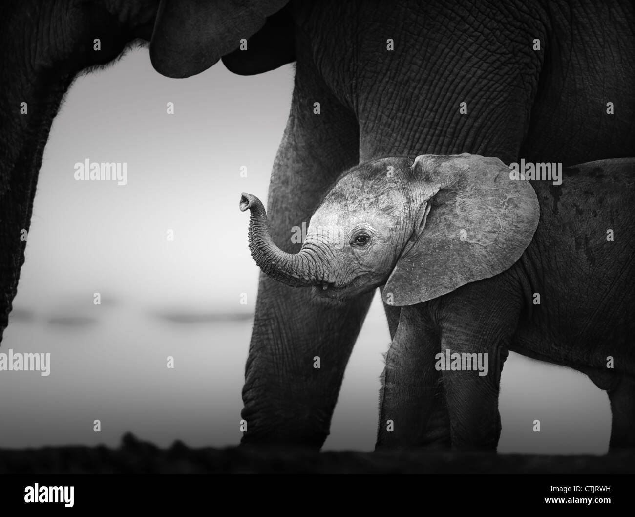 Baby Elephant next to Cow (Artistic processing) Addo National Park - South Africa Stock Photo