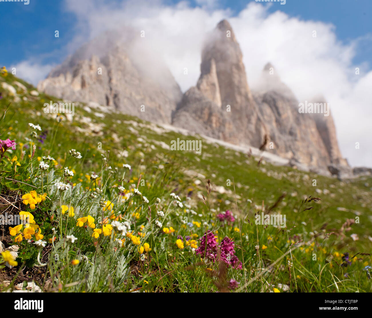 Meadow of growing wild flowers,Dolomite Alps,Tre Cime di Lavaredo,Sexten,Dolomites Stock Photo