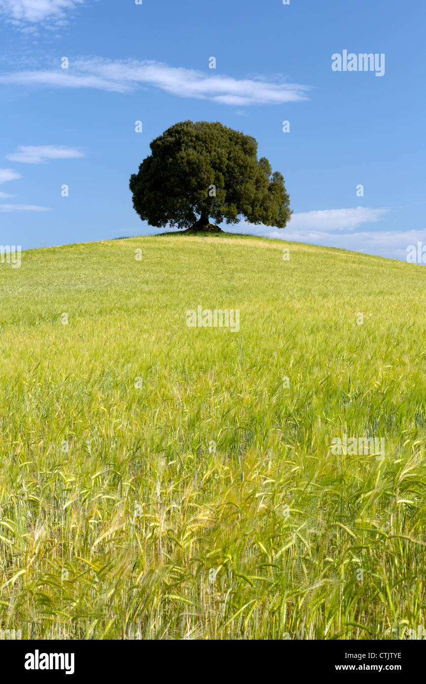Large single oak tree standing on a hill in a wheat field in Tuscany ...