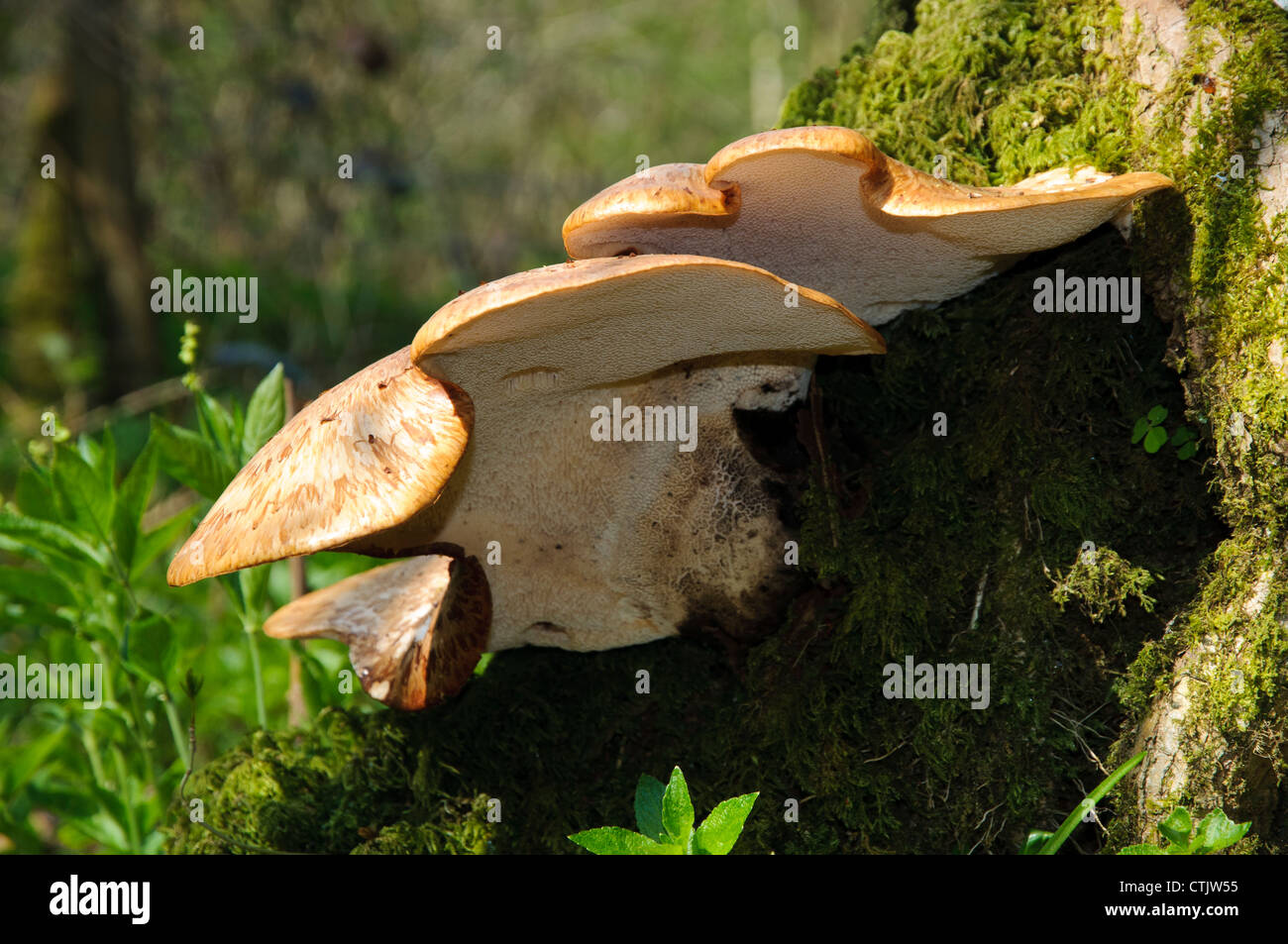 The fruiting bodies of dryad's saddle (Polyporus squamosus) growing on a moss covered tree stump at Hale, Cumbria. April. Stock Photo