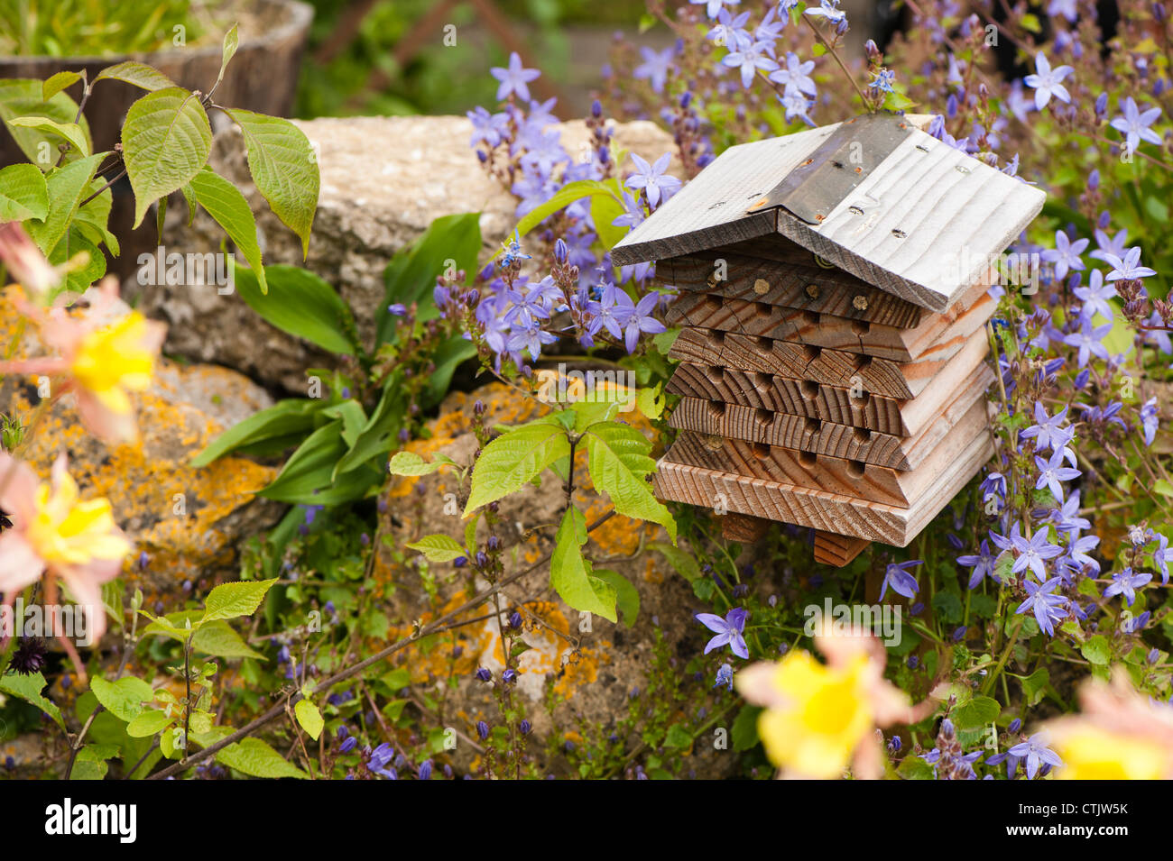 Insect house surrounded by Campanula poscharskyana, Trailing Bellflower Stock Photo