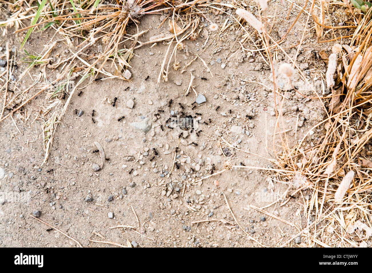 ant colony in earth cave Stock Photo