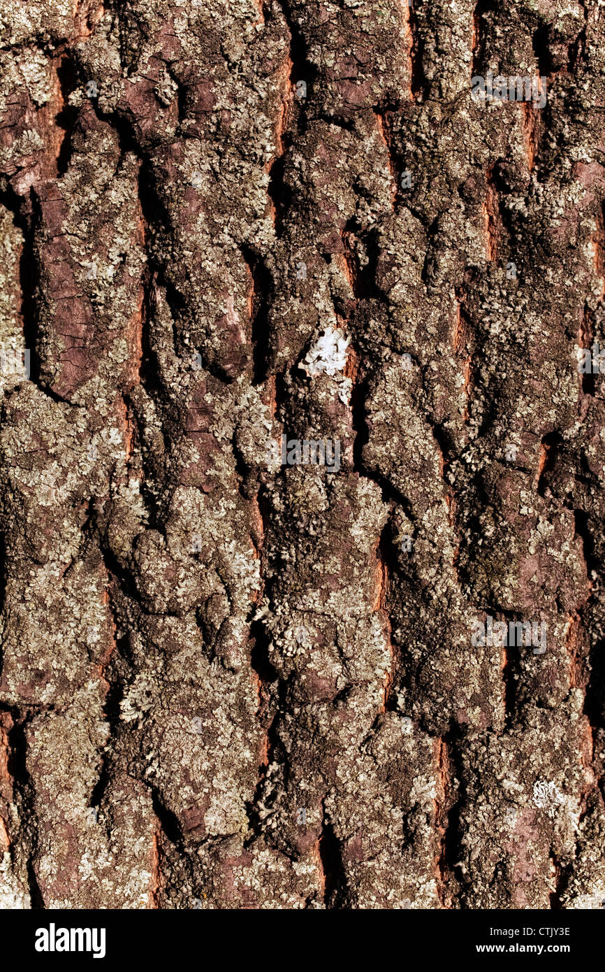 Texture Bark of Pine Tree closeup Stock Photo - Alamy