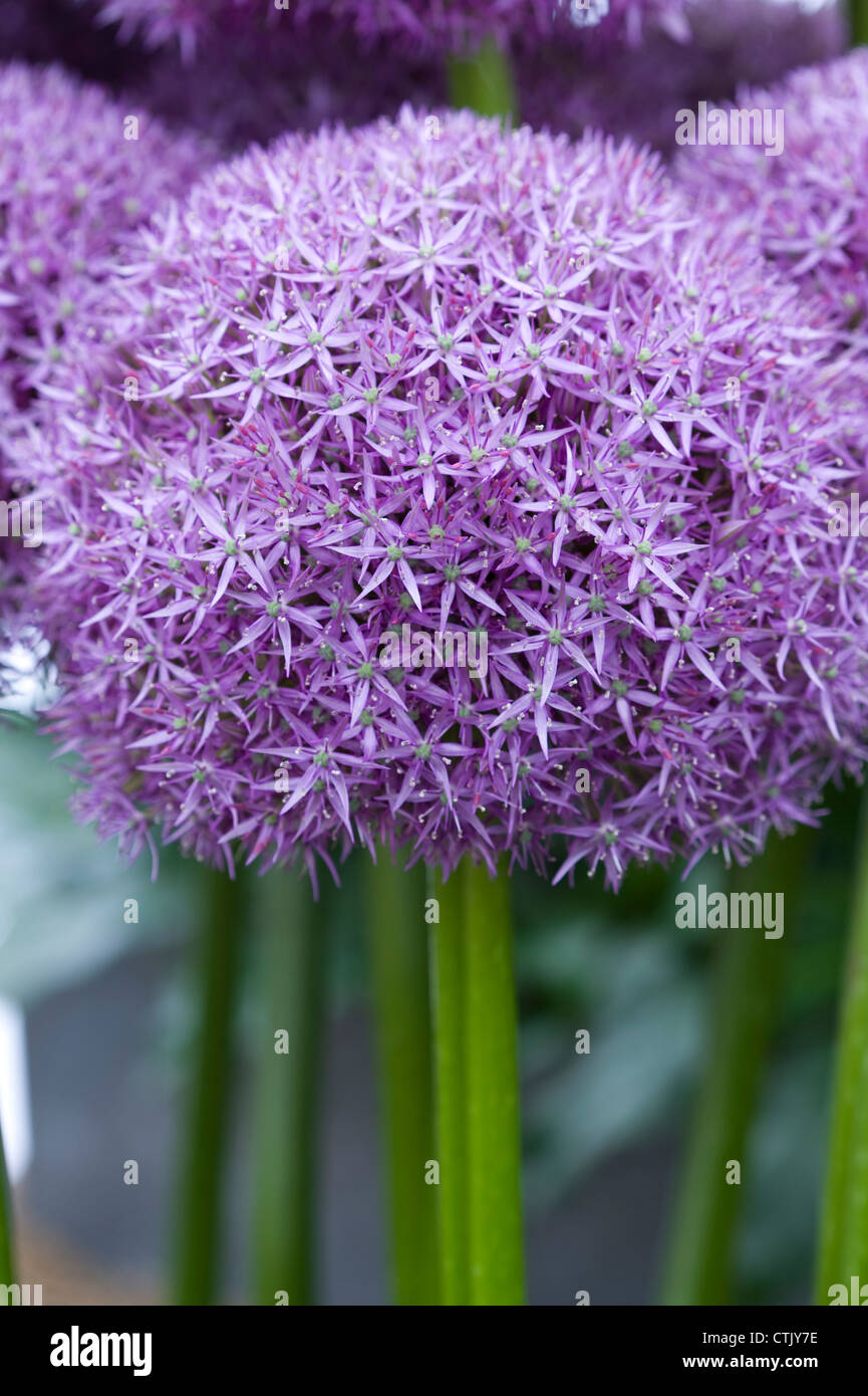 Pinball wizard hires stock photography and images Alamy