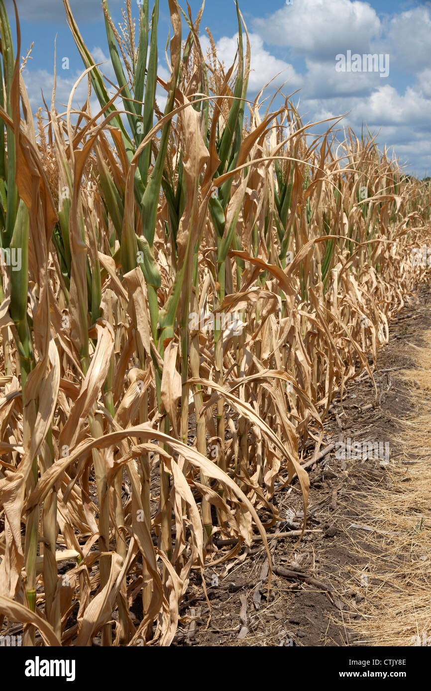 Corn crop suffering from drought conditions Indiana USA 2012 Stock Photo