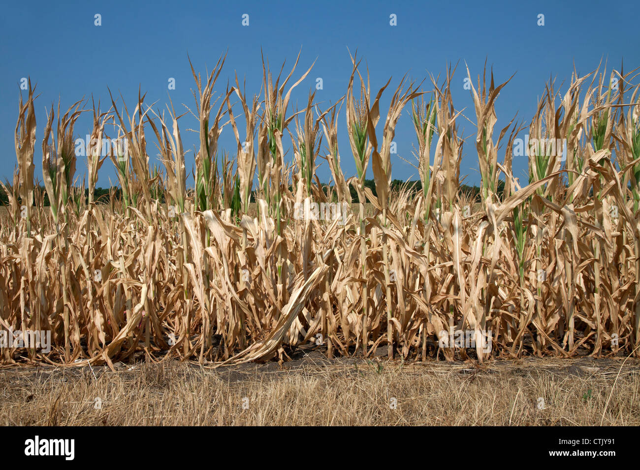 Corn crop suffering from drought conditions Indiana USA 2012 Stock Photo