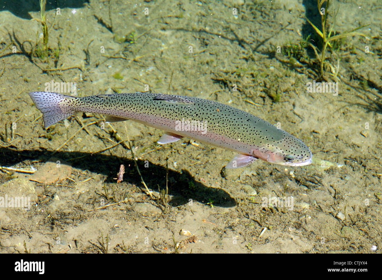 Colorful rainbow trout swimming in clear water healthy habitat Stock