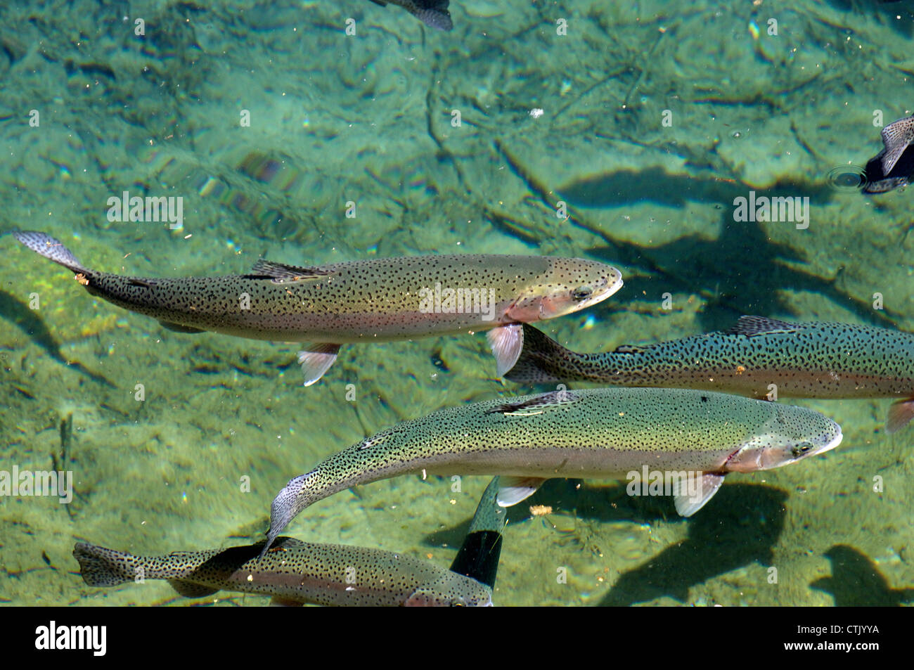 Colorful rainbow trout swimming in clear water healthy habitat