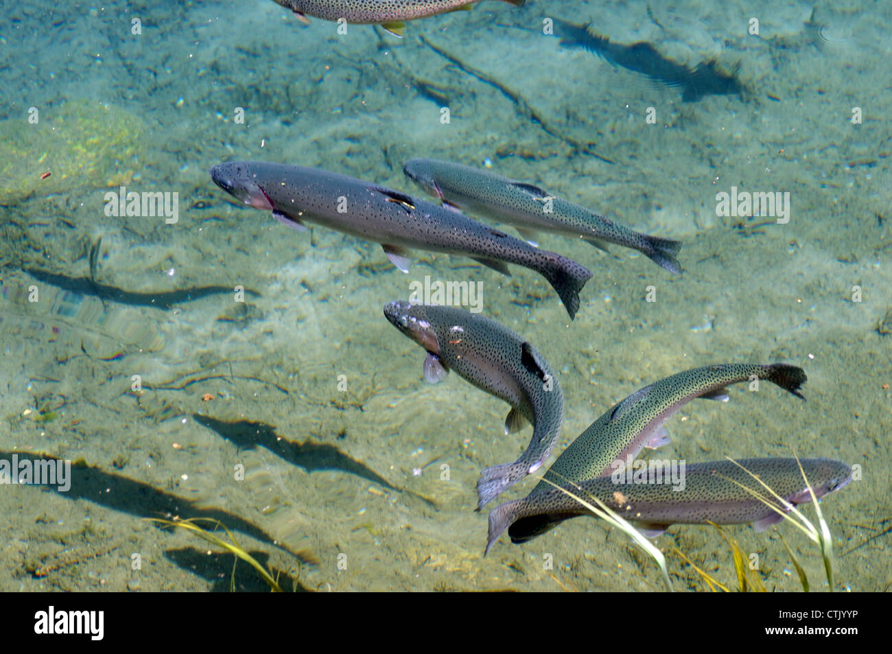 Colorful rainbow trout swimming in clear water healthy habitat Stock
