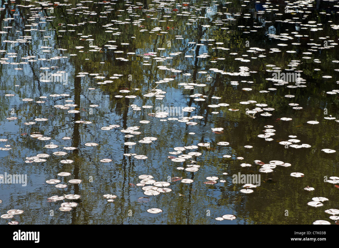 Trees reflected on water hi-res stock photography and images - Alamy