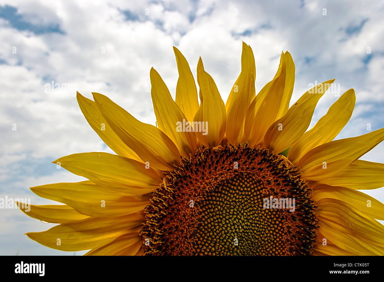 Sunflower in a field under cloudy sky Stock Photo - Alamy