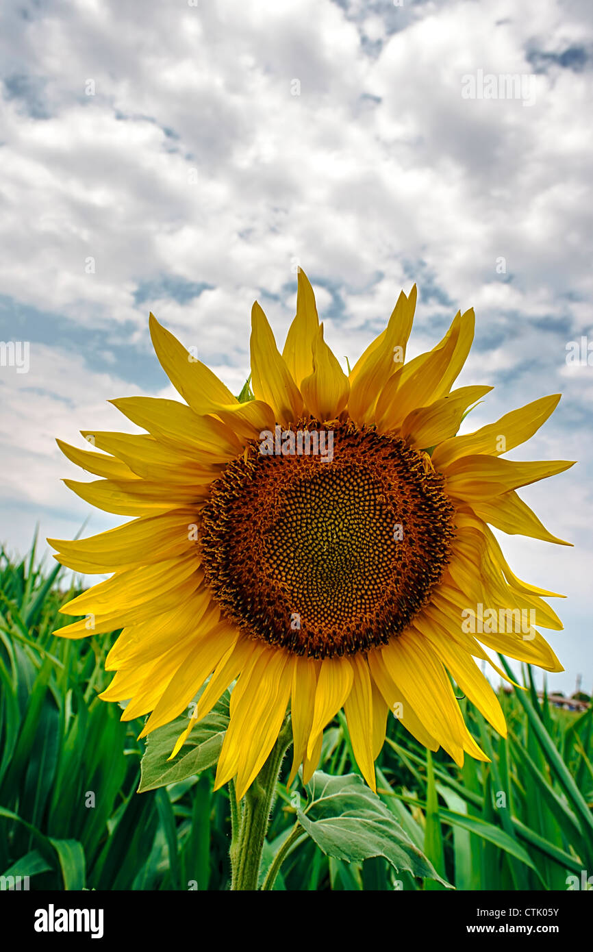 Sunflower in a field under cloudy sky Stock Photo - Alamy
