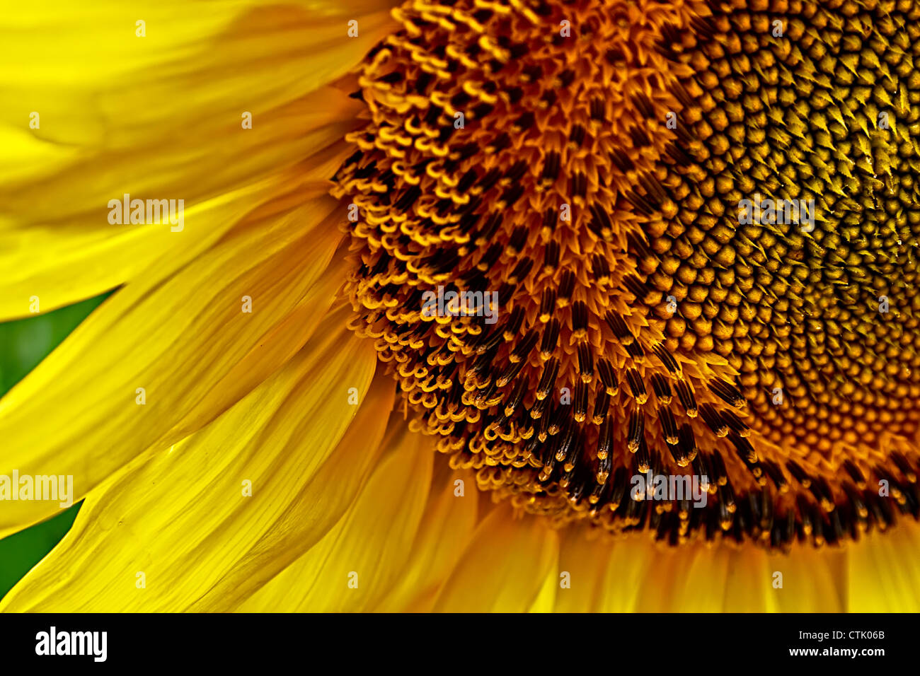 Sunflower in a field under cloudy sky Stock Photo - Alamy