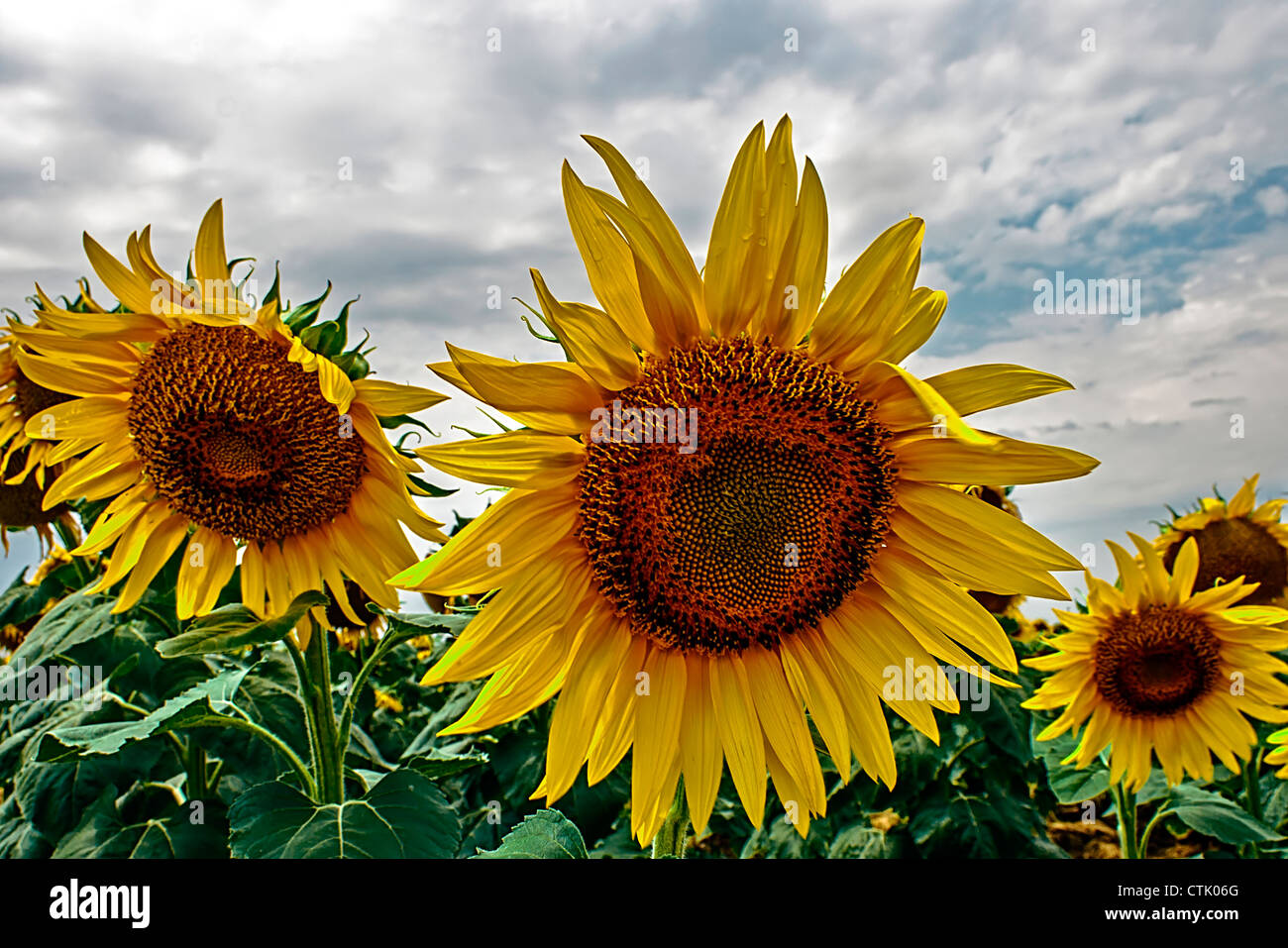 Sunflower in a field under cloudy sky Stock Photo - Alamy