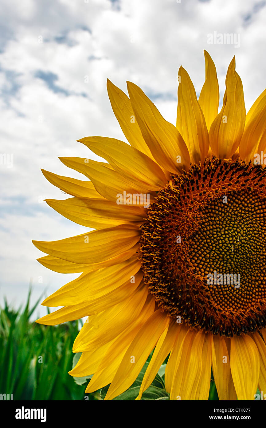 Sunflower in a field under cloudy sky Stock Photo - Alamy