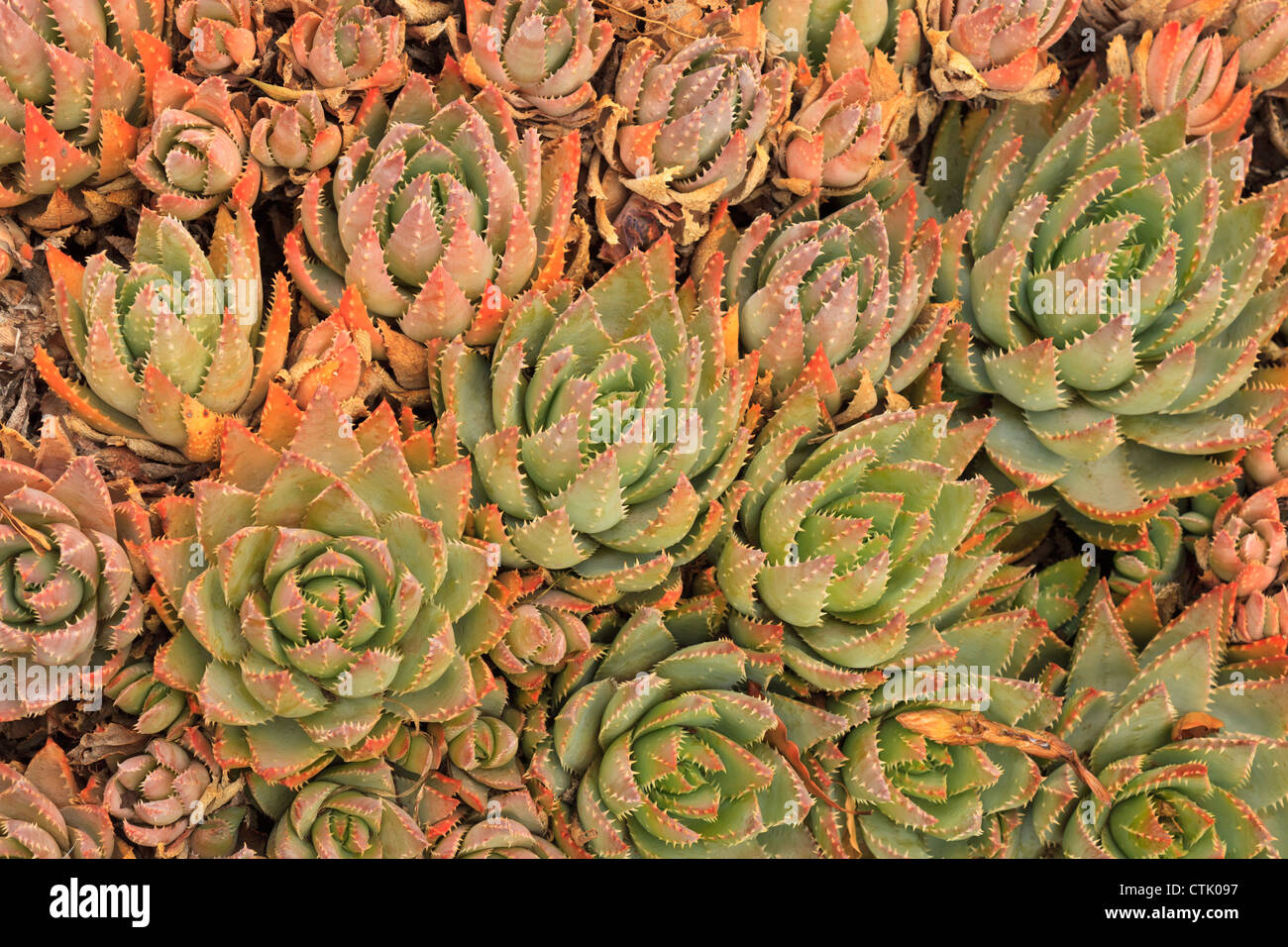 Red Aloe Succulent Plants; San Diego, California, United States of