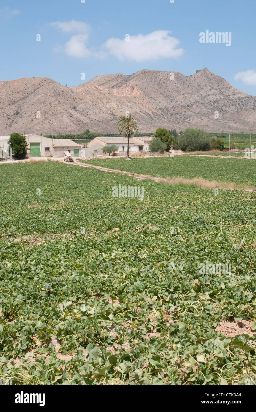 Melon farm close to Torre Pacheco in the Murcia region southern Spain