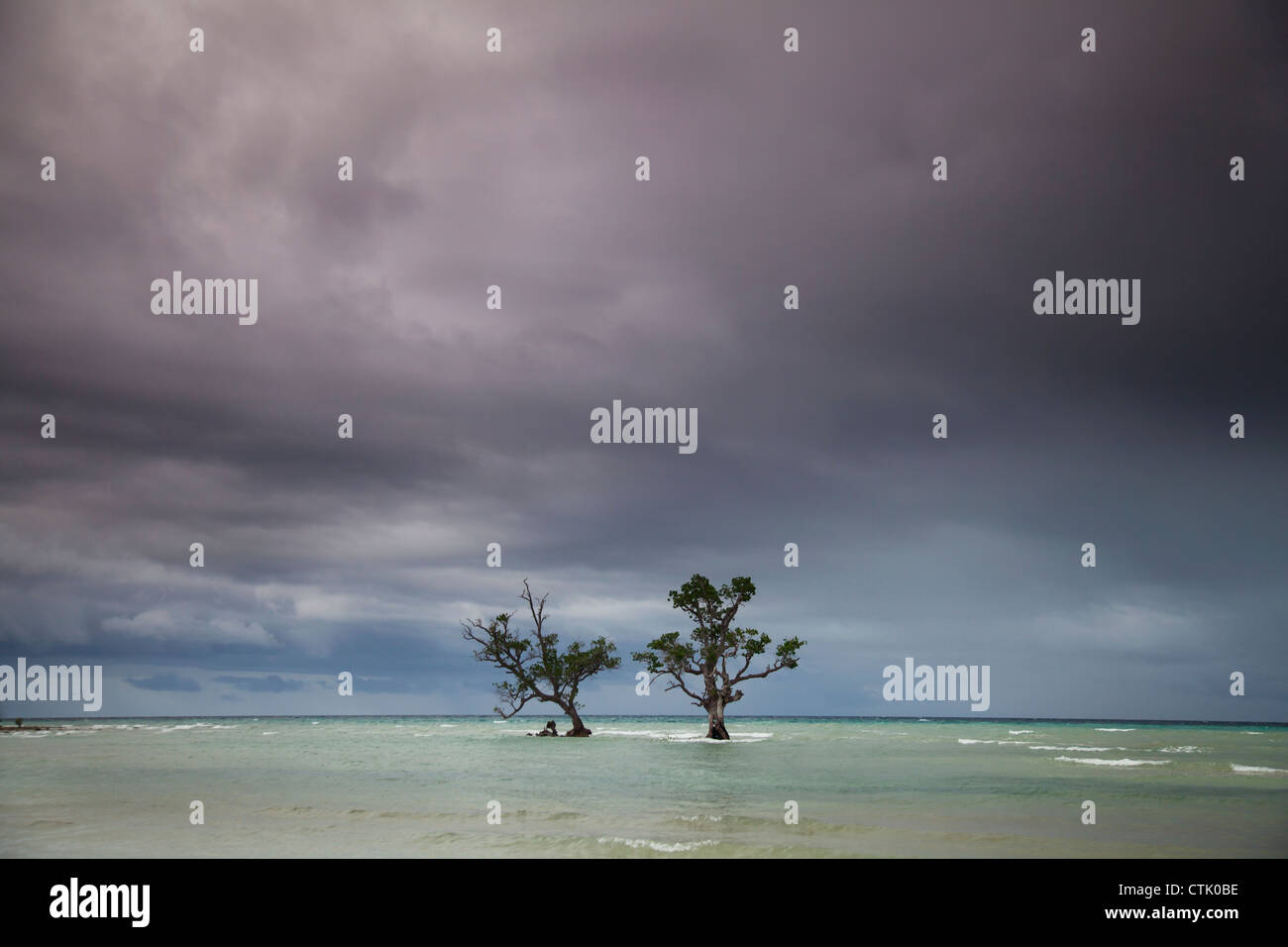 Two Mangrove Trees In The Ocean Off The Coast Of The Island Of Siquijor; Philippines Stock Photo