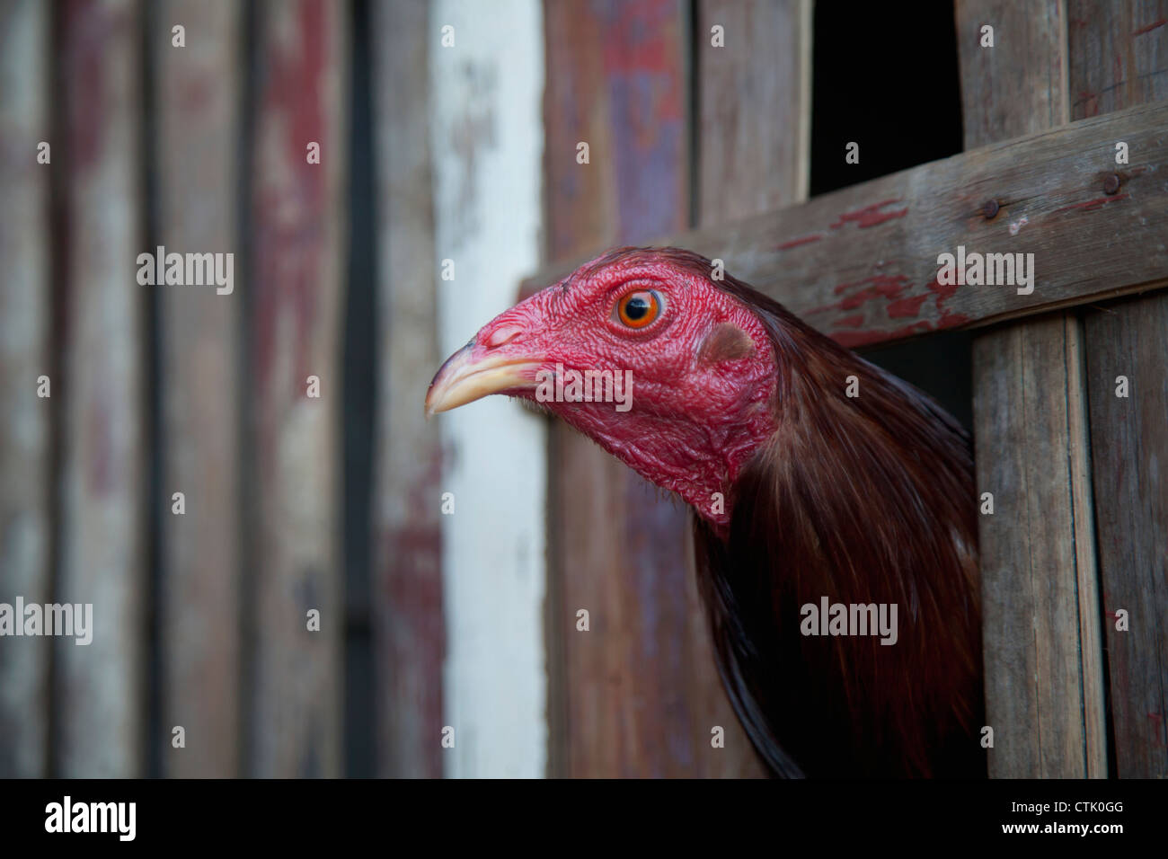 A Chicken With His Head Peeking Out Between Wooden Slats; El Nido Bacuit Archipelago, Palawan, Philippines Stock Photo