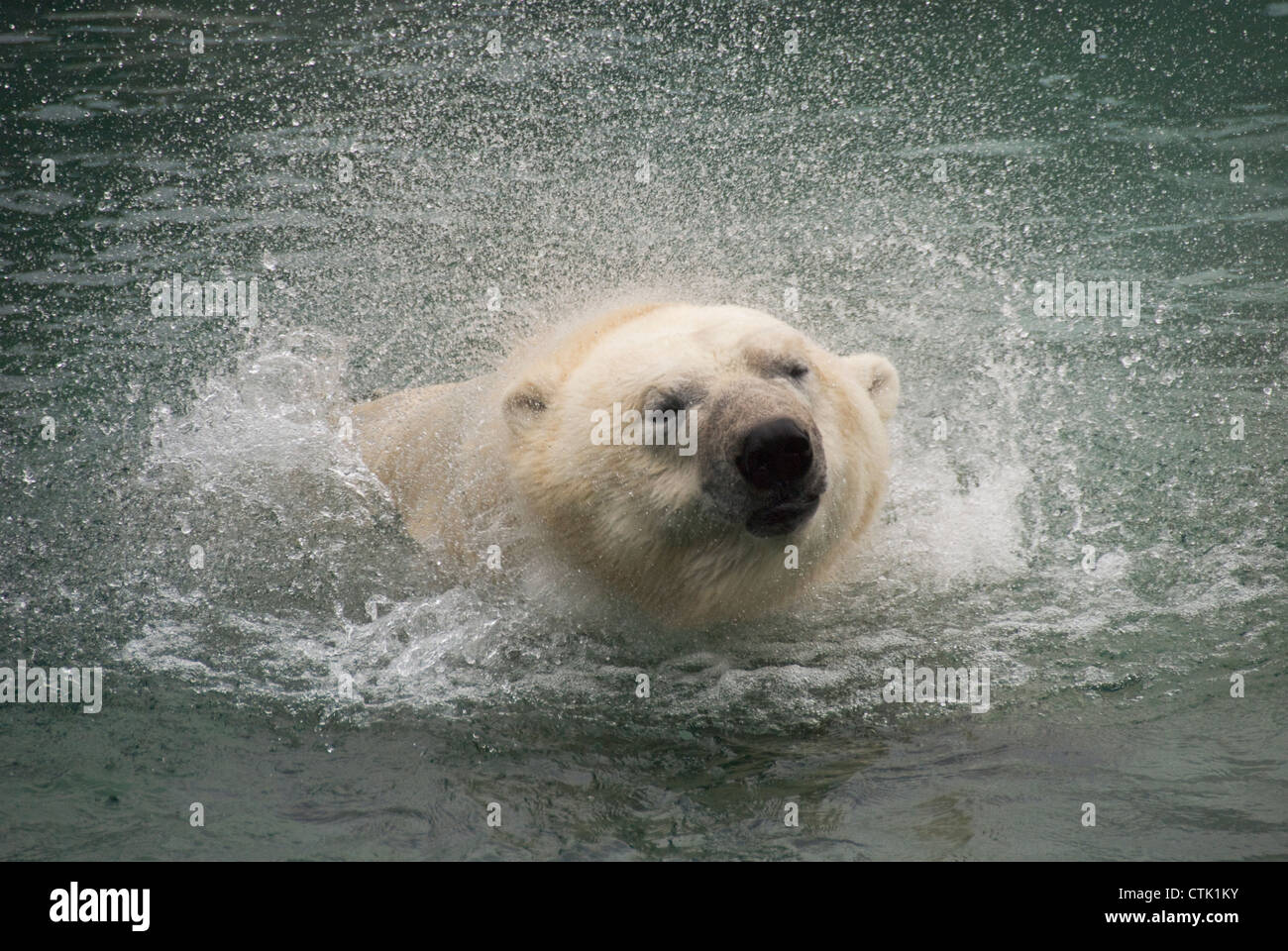Head Shot Of A Polar Bear Shaking Water Off; Toronto, Ontario, Canada Stock Photo