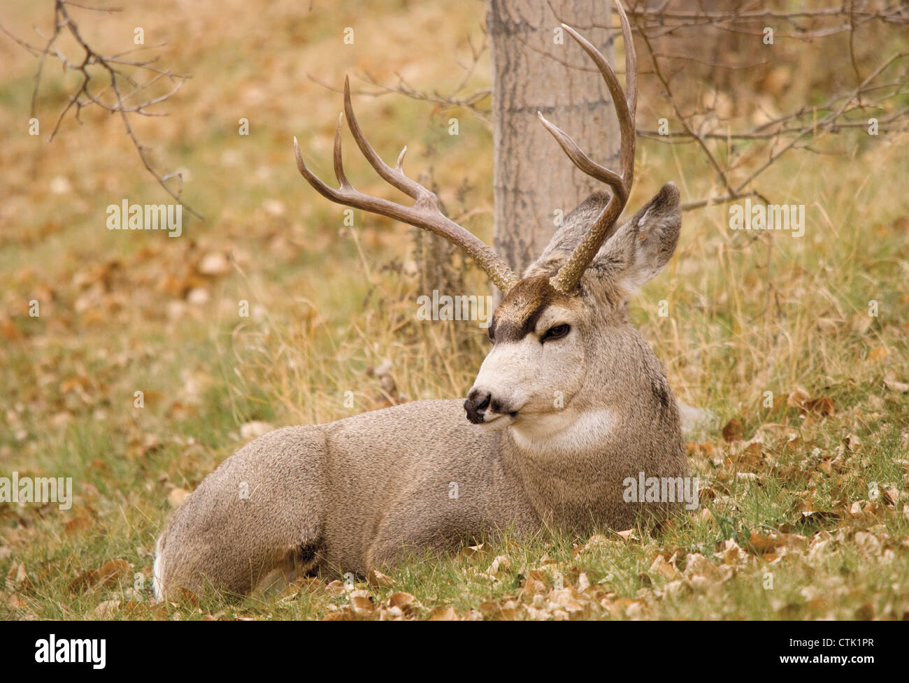 Deer laying down hires stock photography and images Alamy