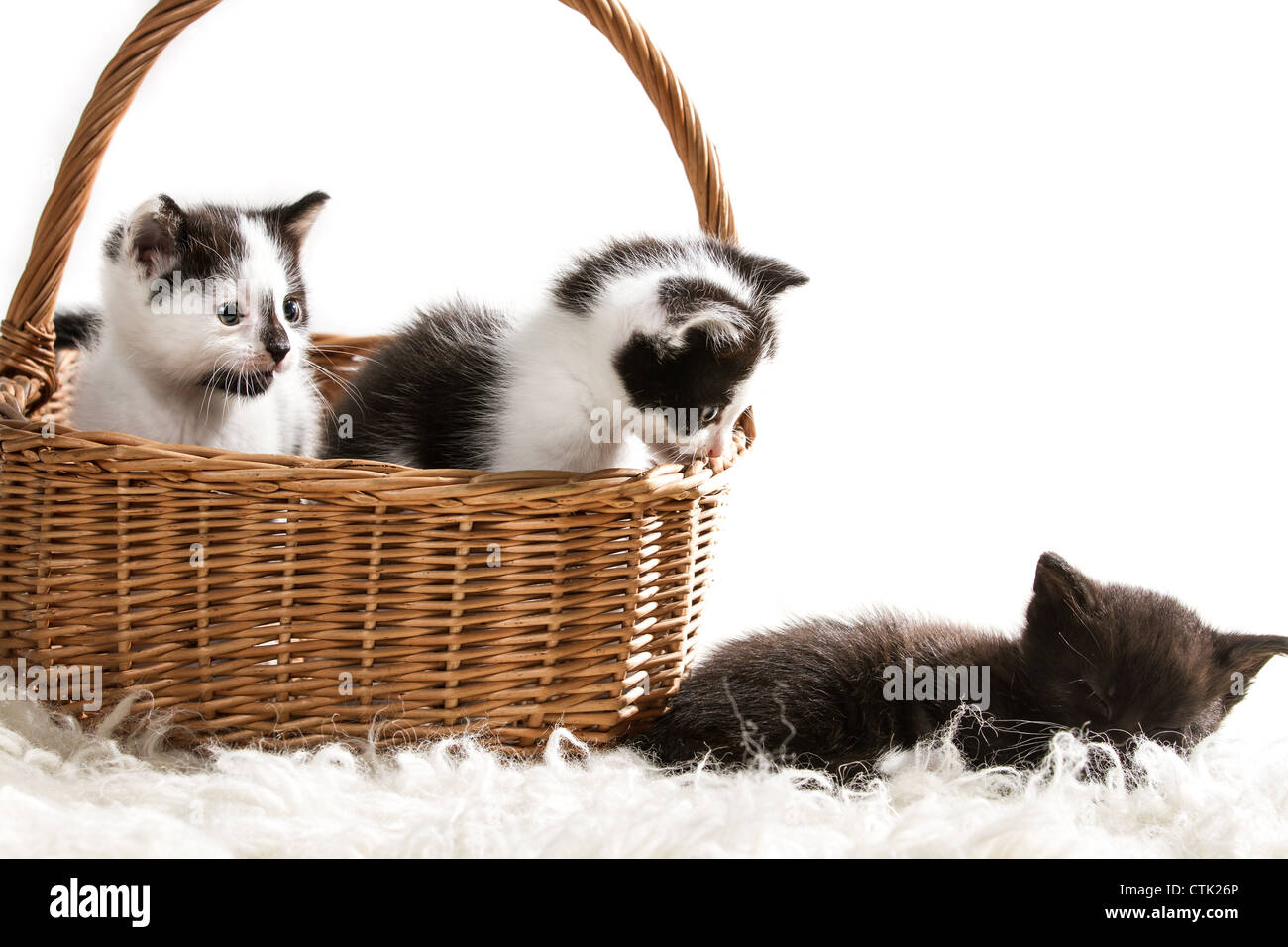 Group of little kittens sitting in a basket Stock Photo - Alamy
