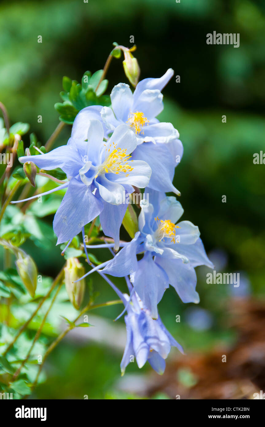 blue Rocky Mountain columbine flower Stock Photo