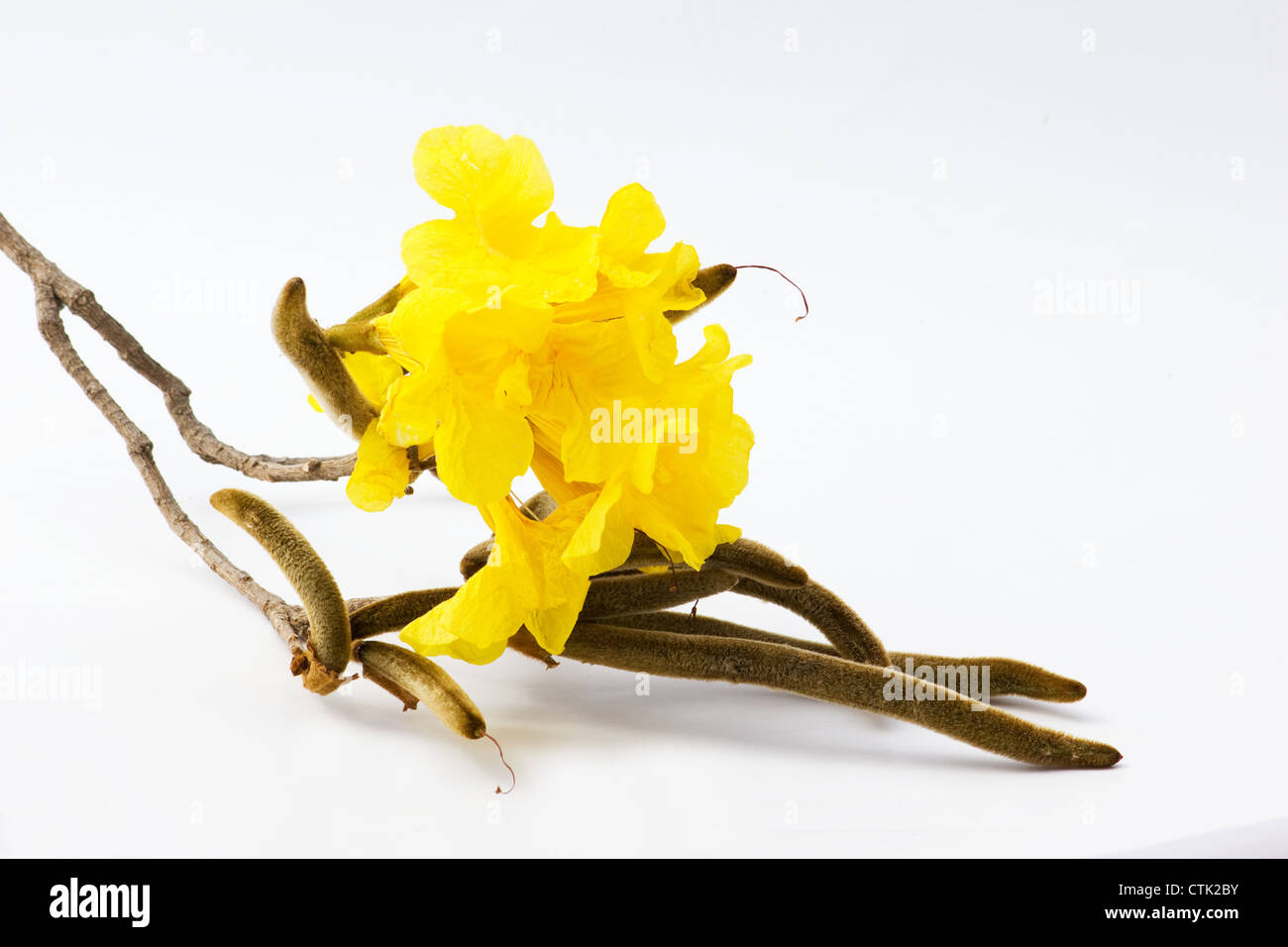 (Tabebuia chrysotricha) Golden trumpet tree blossoms and seed pods on white background Stock Photo