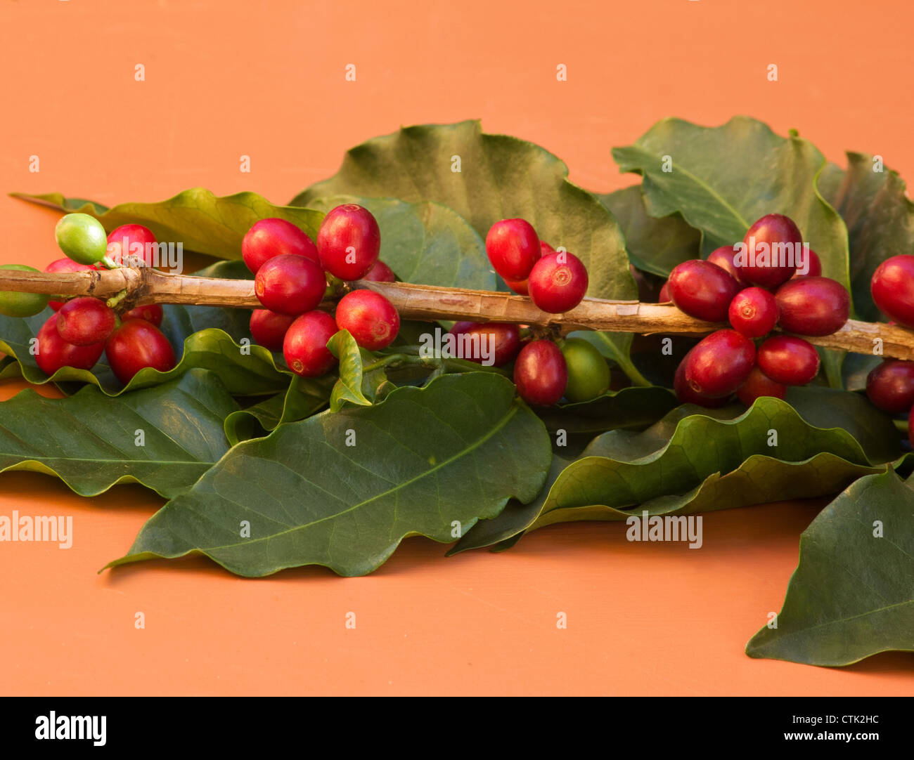 Ripe coffee berries on a branch on colorful background Stock Photo Alamy