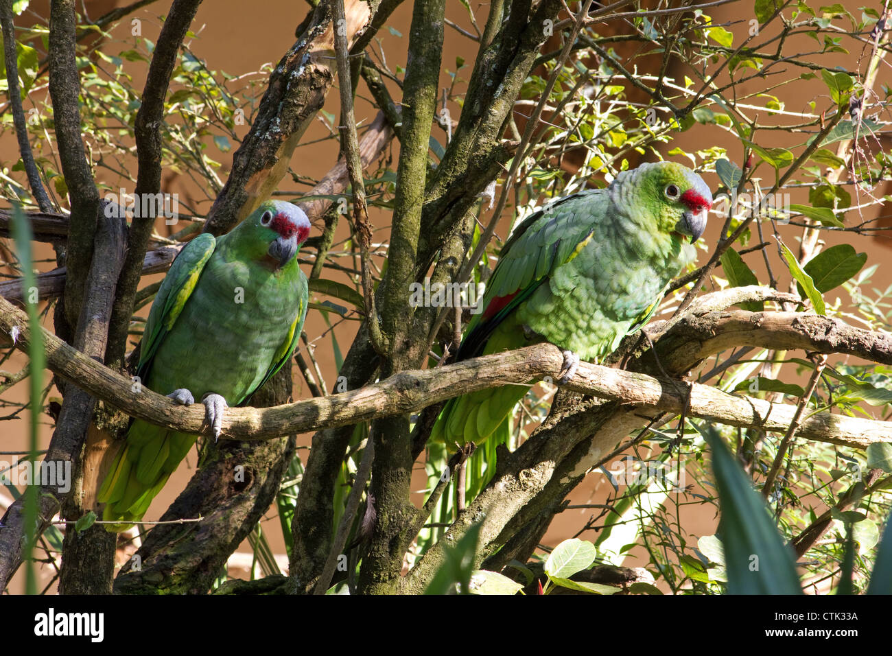 Couple of green parrots (Amazon finschi) perched on a branch Stock