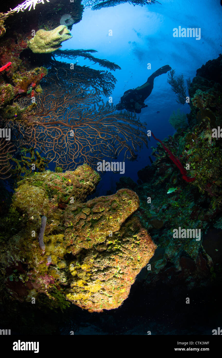 Diver by a reef. Belize Stock Photo