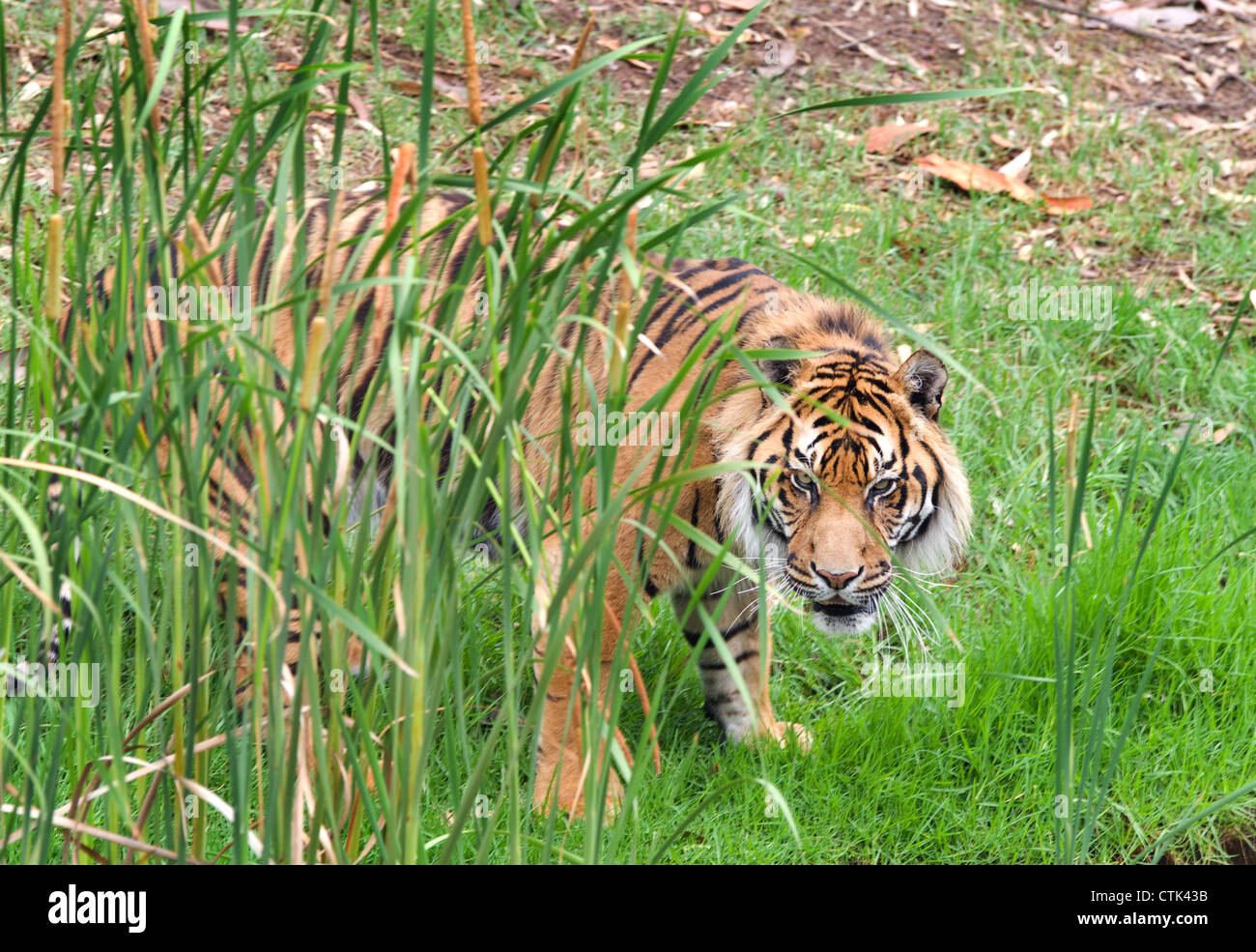 great image of a big male sumatran tiger Stock Photo