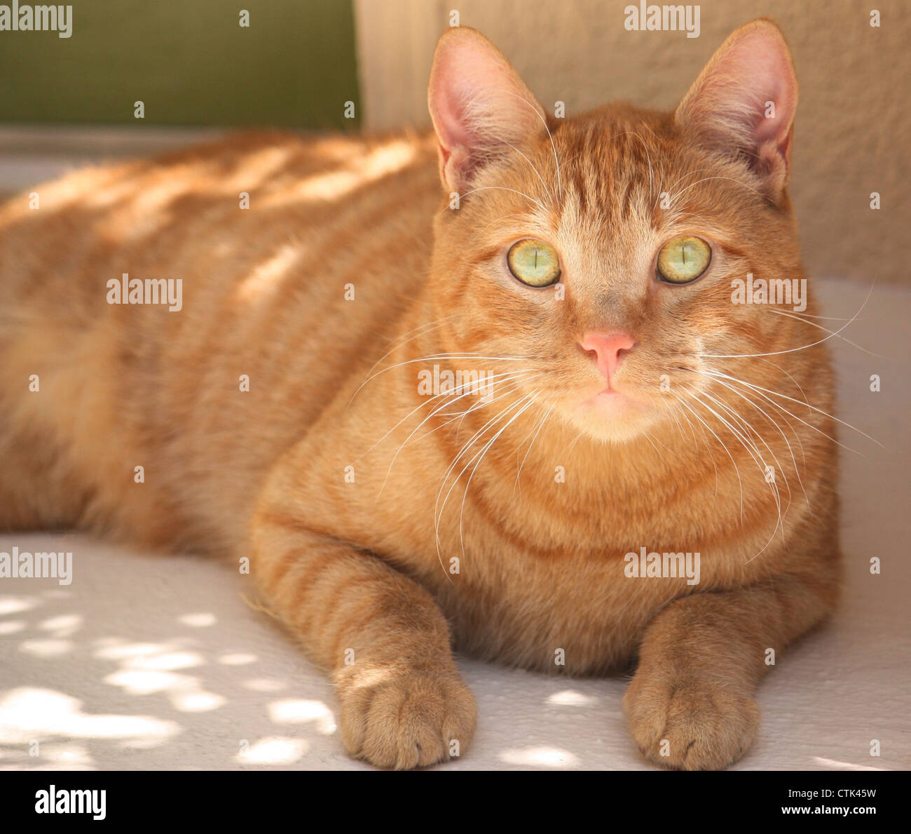 Alley Cat Caught Shading Himself Stock Photo