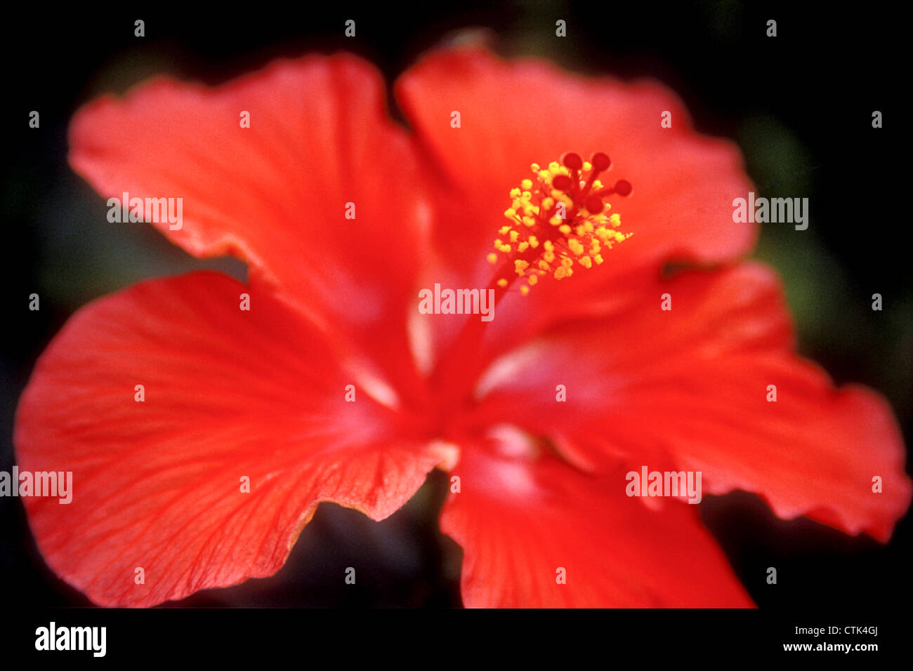 Close-up view of petals and stylus of red hibiscus Stock Photo