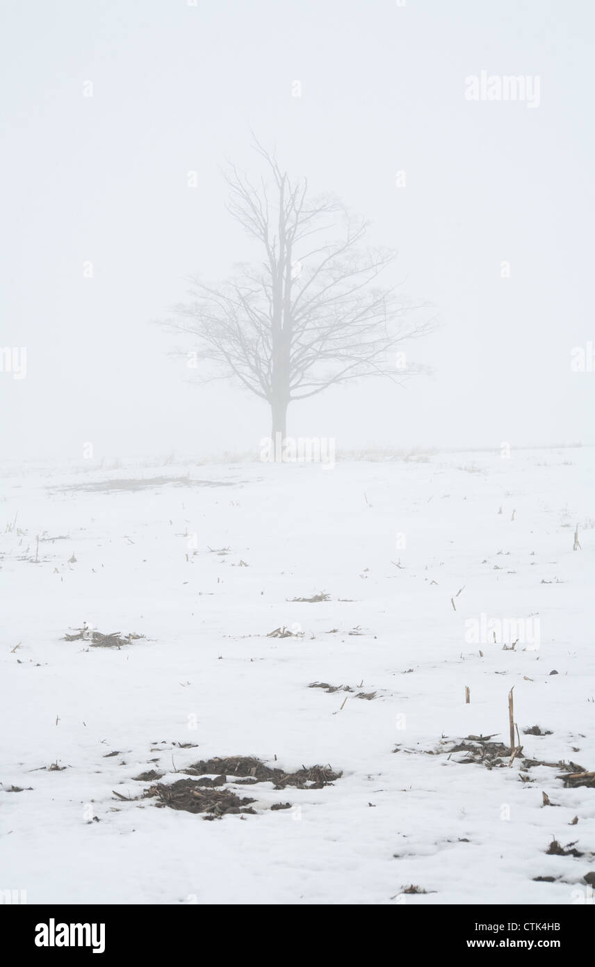 Lone tree in a field Stock Photo - Alamy